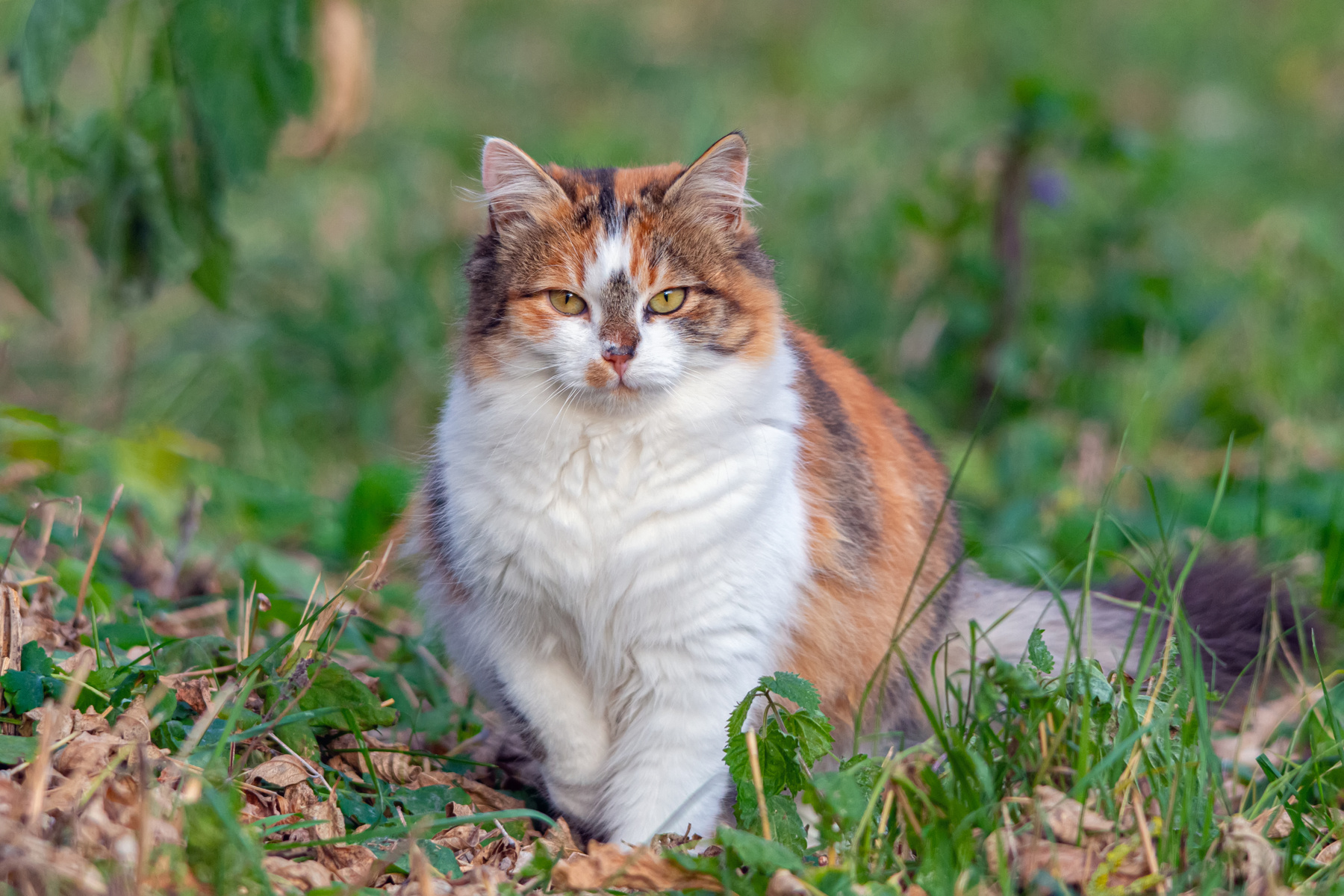 жительница заброшенной ГЭС кошка осень