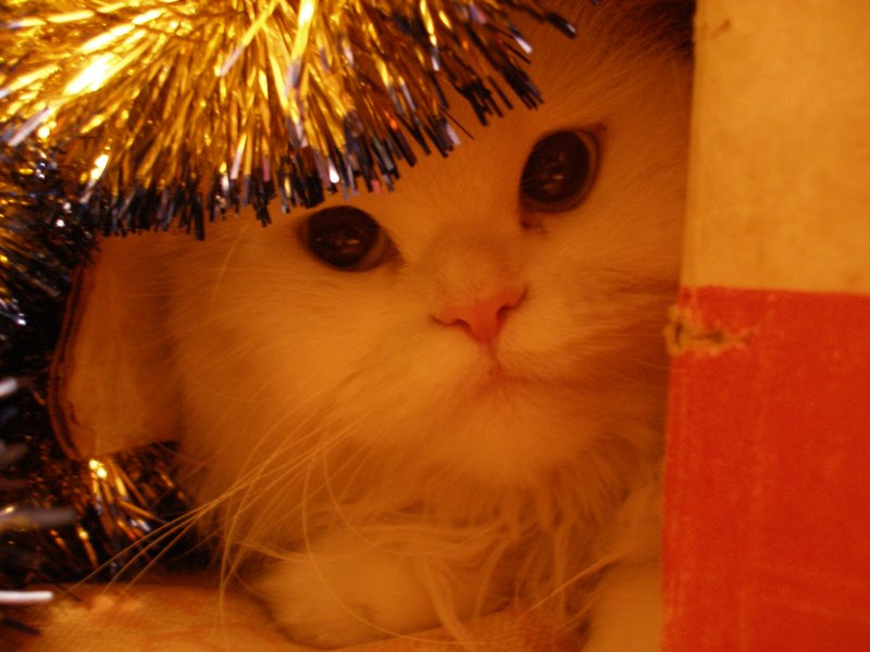 My cat 