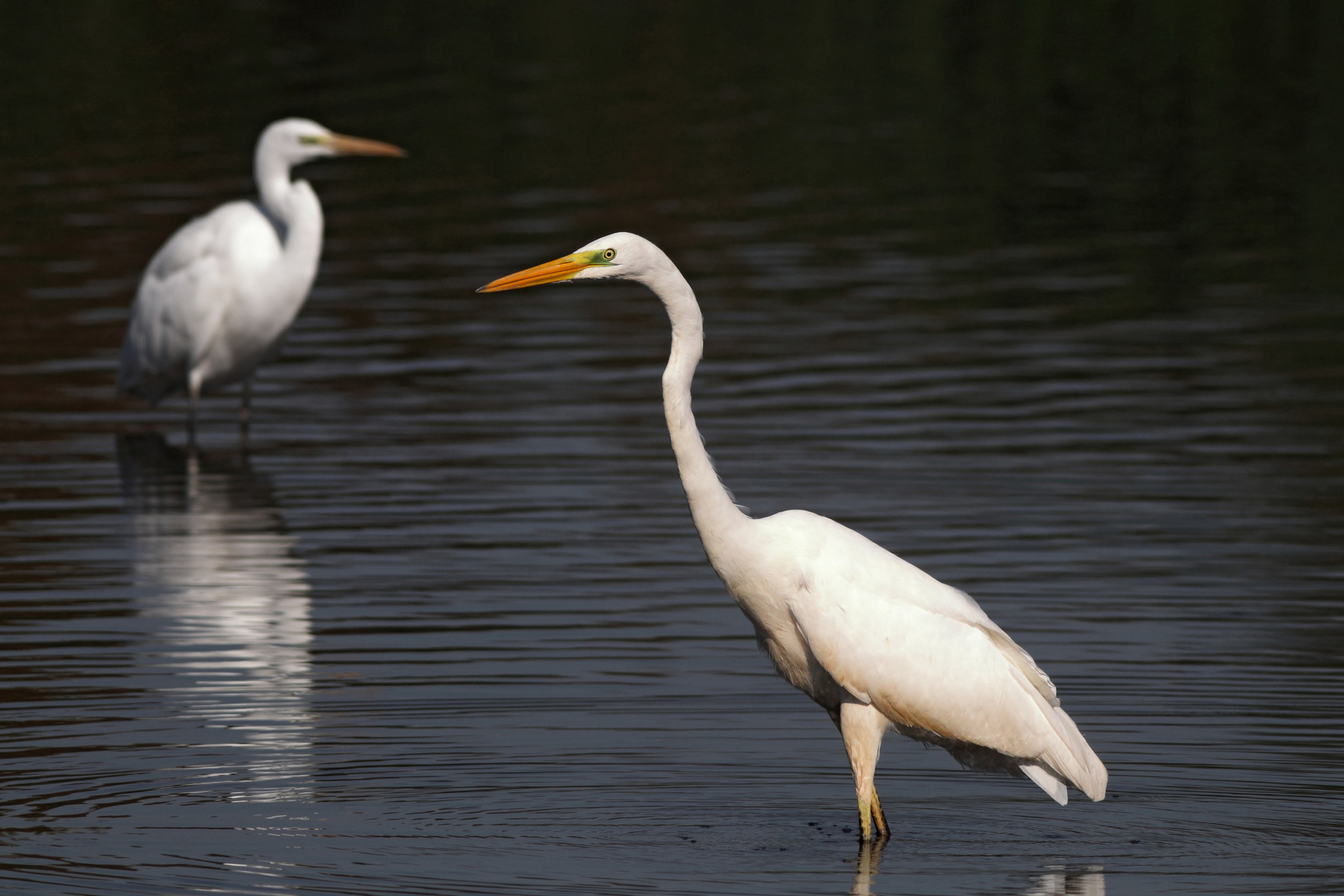 Белые цапли Большая белая цапля Ardea alba Great egret