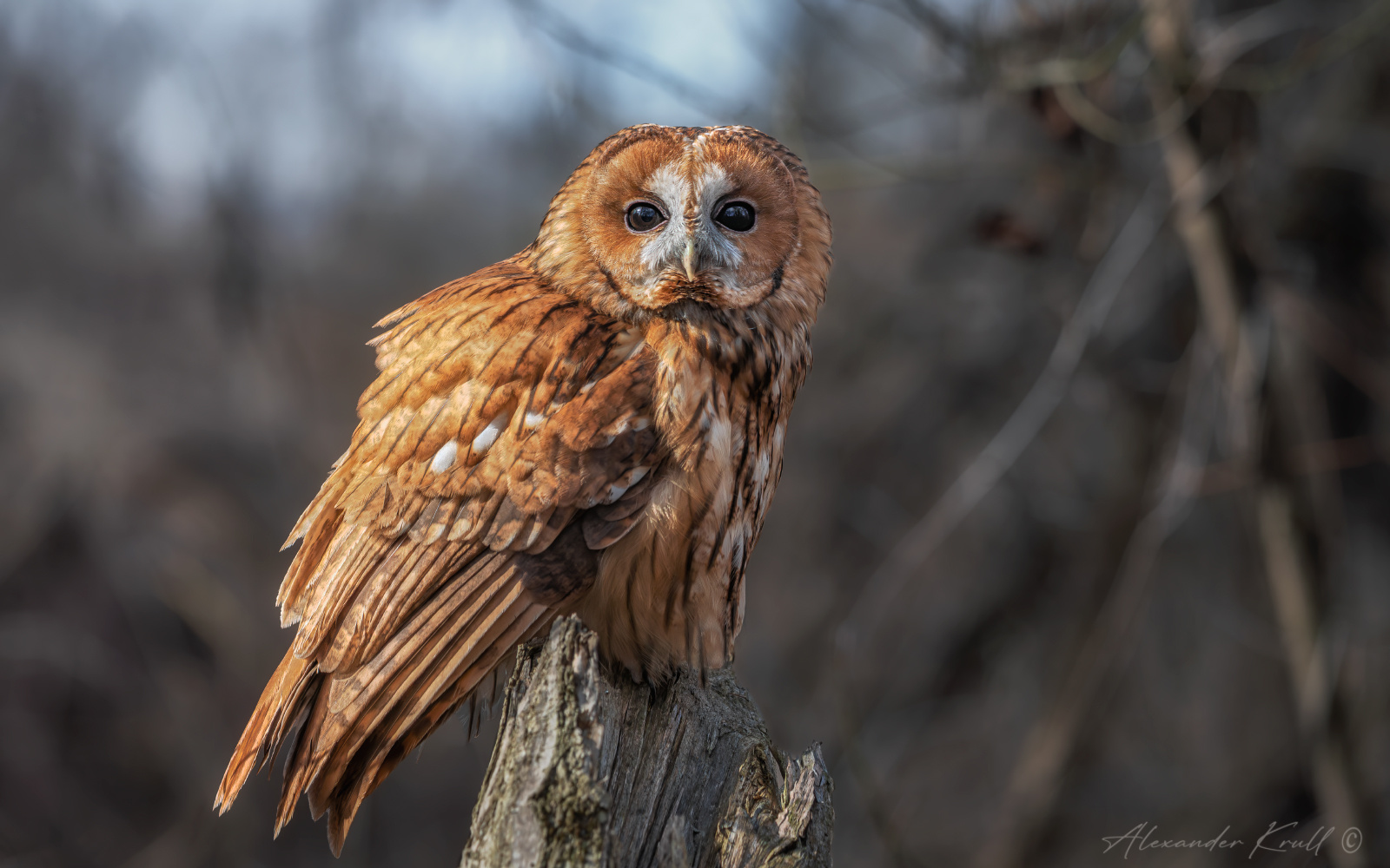 Рыжик сова неясыть серая обыкновенная strix alucotawny owl