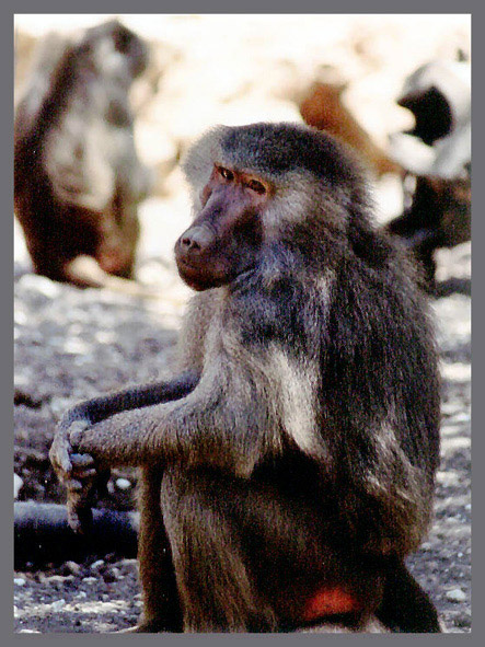 sad monkey 