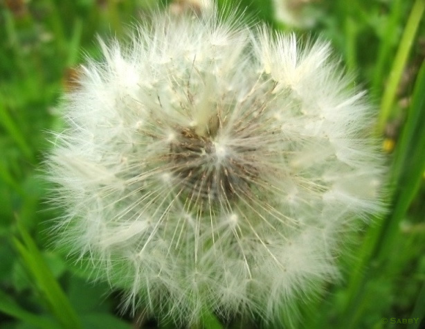 Spring-time flower, spring, nature