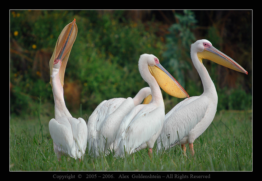 Wriggled out. Розовый-пеликан, (Pelecanus-onocrotalus), Африка, Кения, озеро, Найваша