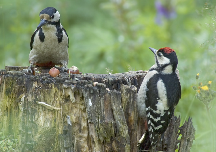 Как делить будем? Большой пестрый дятел, Great Spotted Woodpecker, Dendrocopos major