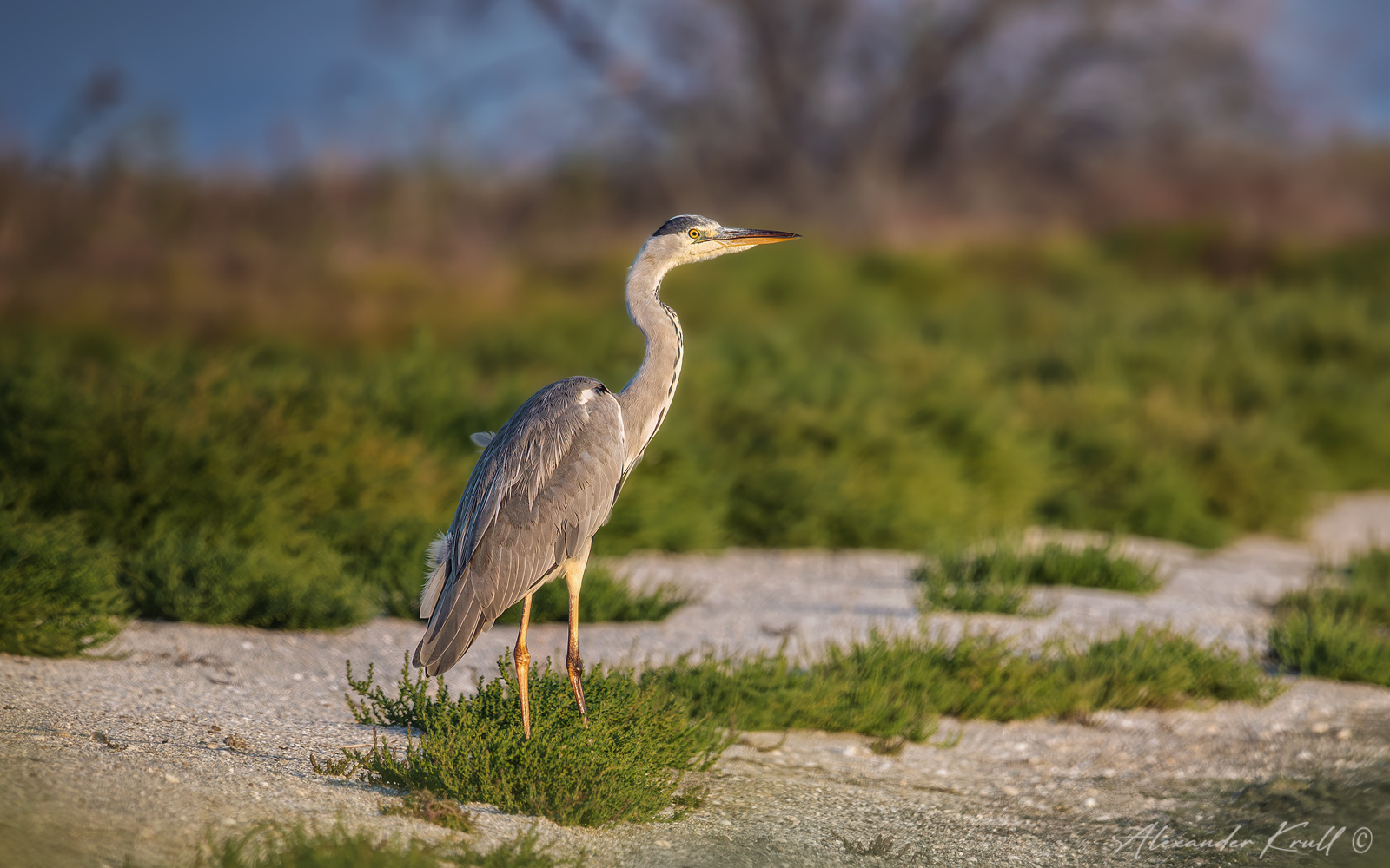 В преддверии сумерек цапля серая ardea cinerea