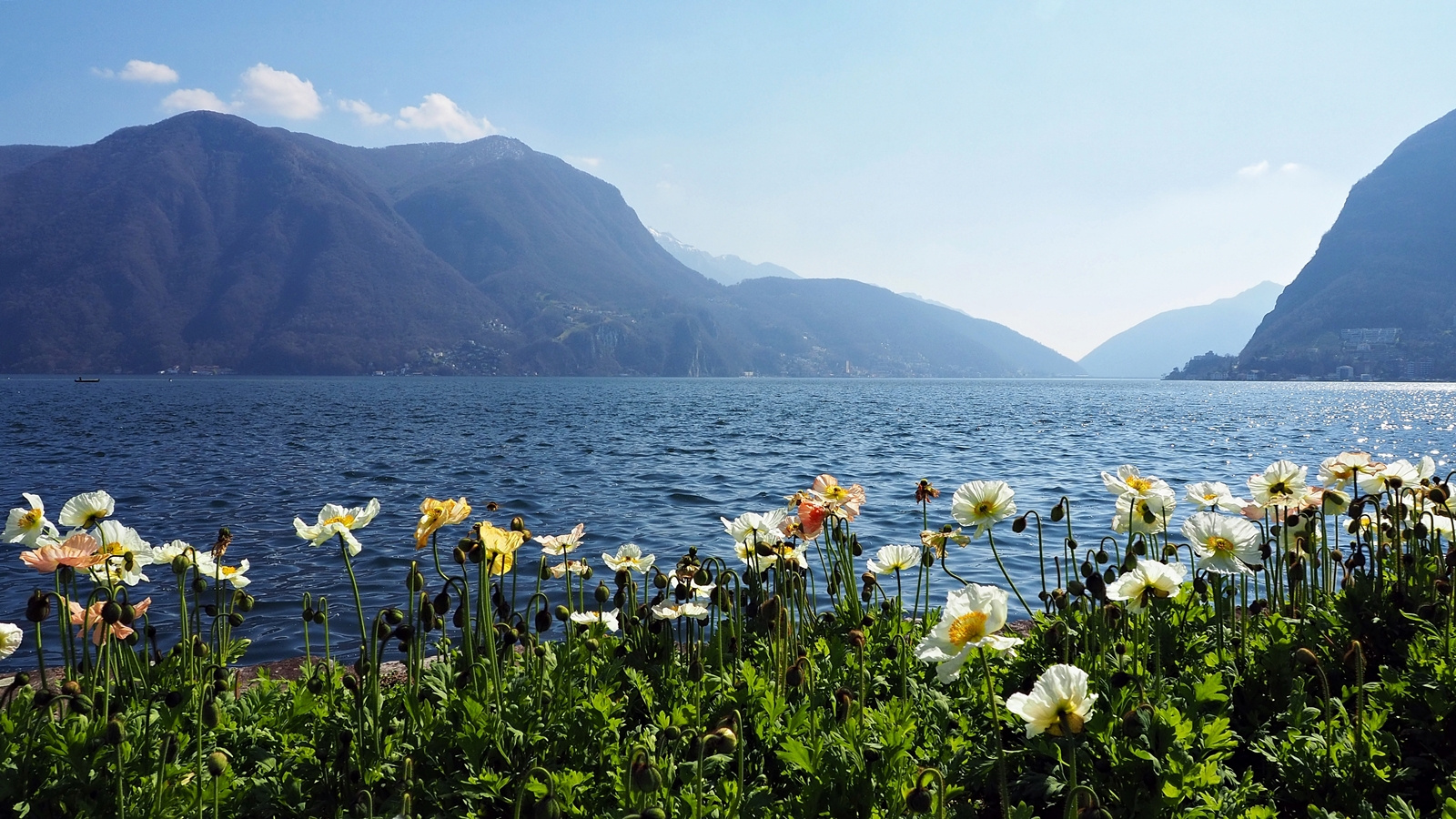 Швейцарский бриз Lugano Lugano Лугано весна 2025 цветы анемоны озеро дымка горы Швейцария