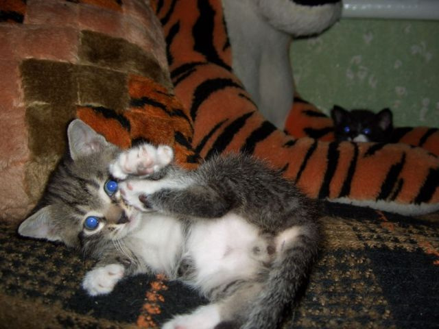 котя котя