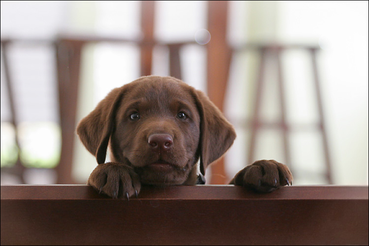 Ze Puppy 