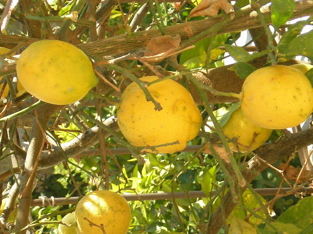 limon4iki limoni  dvor solne4anya zima
