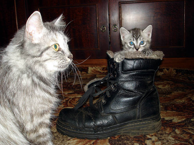 Кот в сапоге 