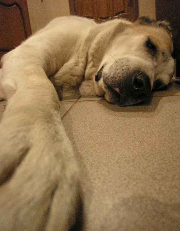 White dog 
