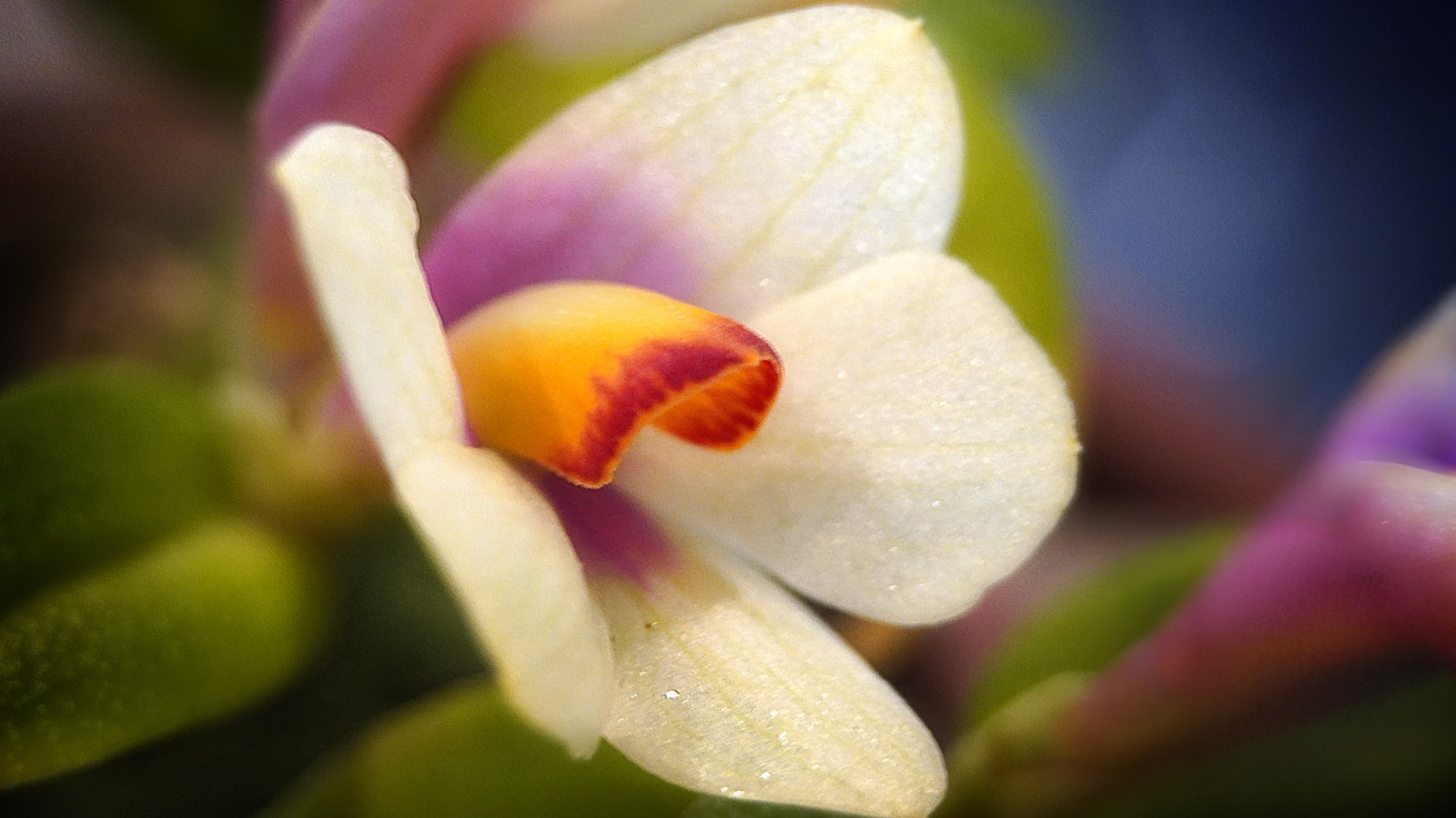 Orchid orchid flower