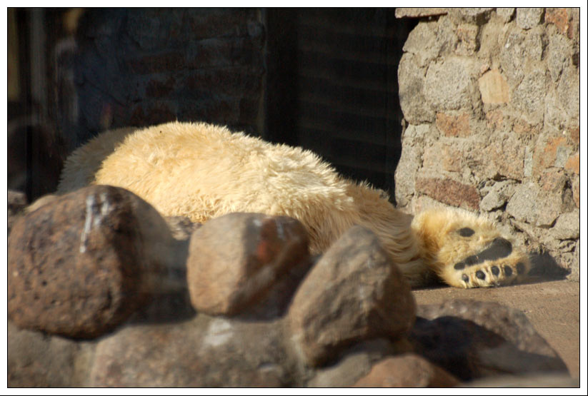 zoo медведь белый