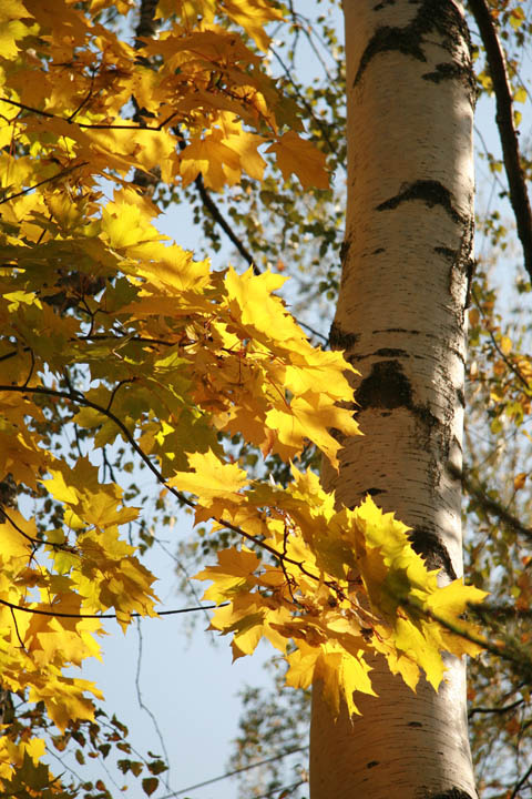 Yellow Reflection лес осень клен березка