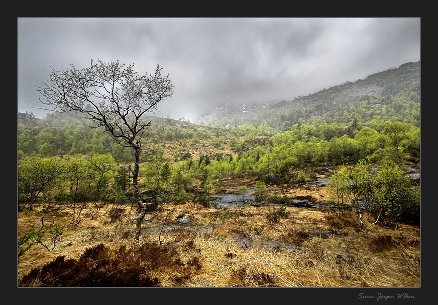 Spring in the mountain 