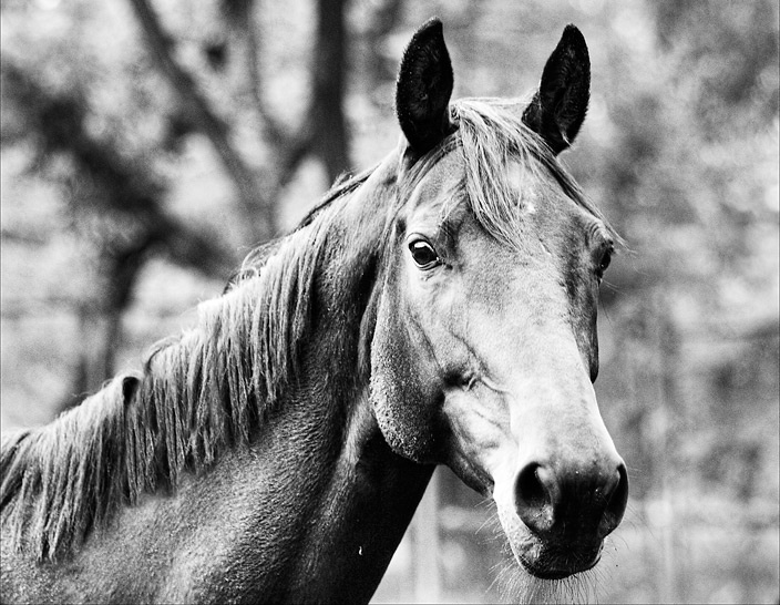 вгляд.. лошадь horse