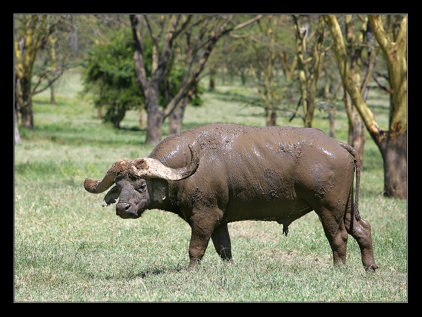 Buffalo 