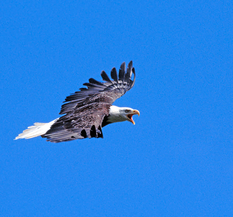 Сердючка Белоголовый орлан, Haliaeetus leucocephalus, Bald Eagle, Buldir Island, the Aleutians, Alaska