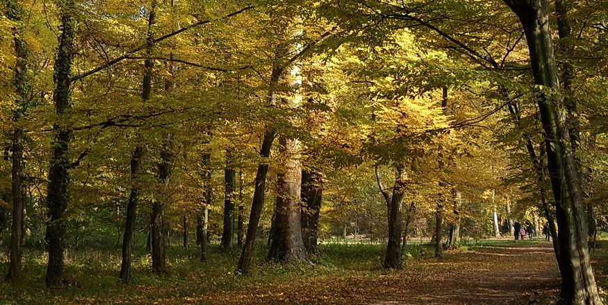 autumn forest 