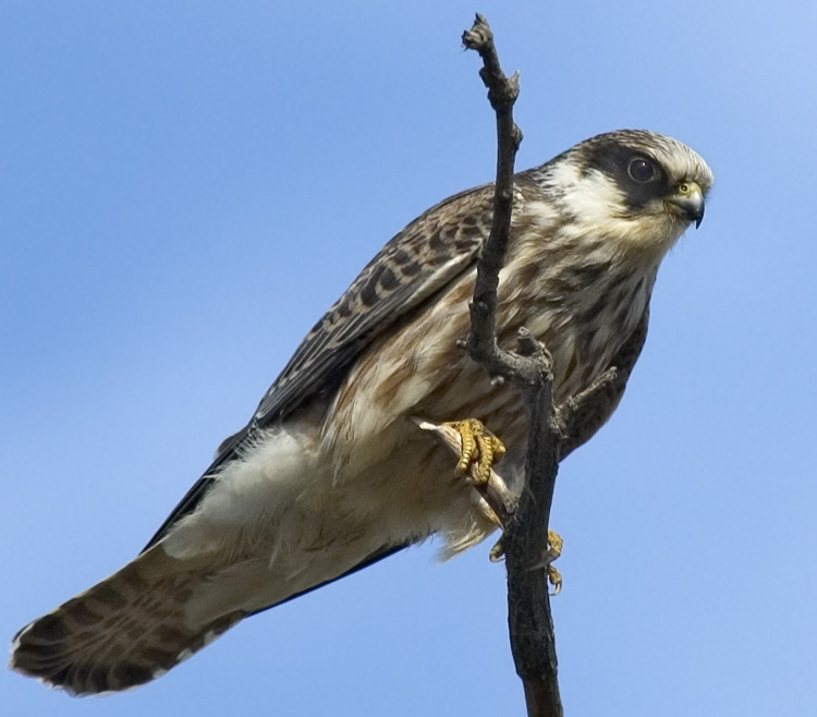 Молодой кобчик Кобчик, Red-footed falcon, Falco vespertinus