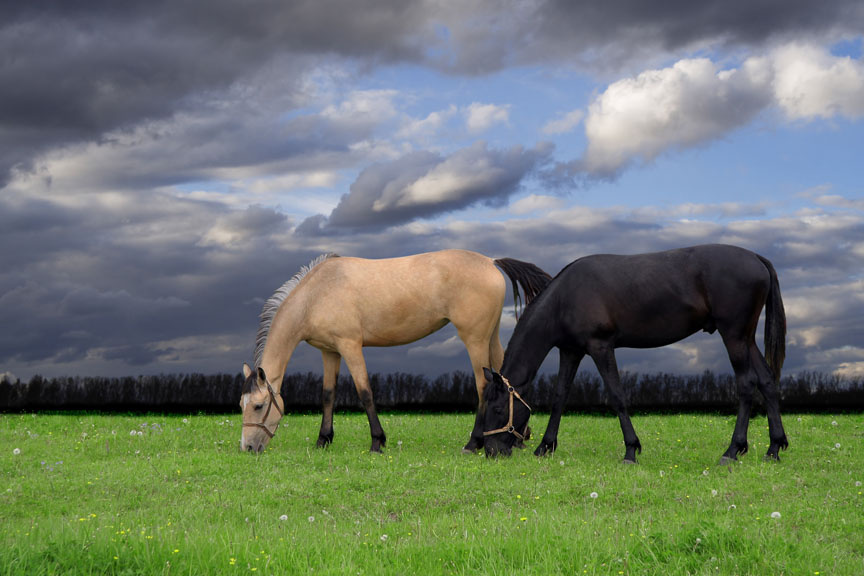 Two horses лошадь, конь, кобыла, два, пейзаж, трава, луг, поле, зеленый, облака, небо