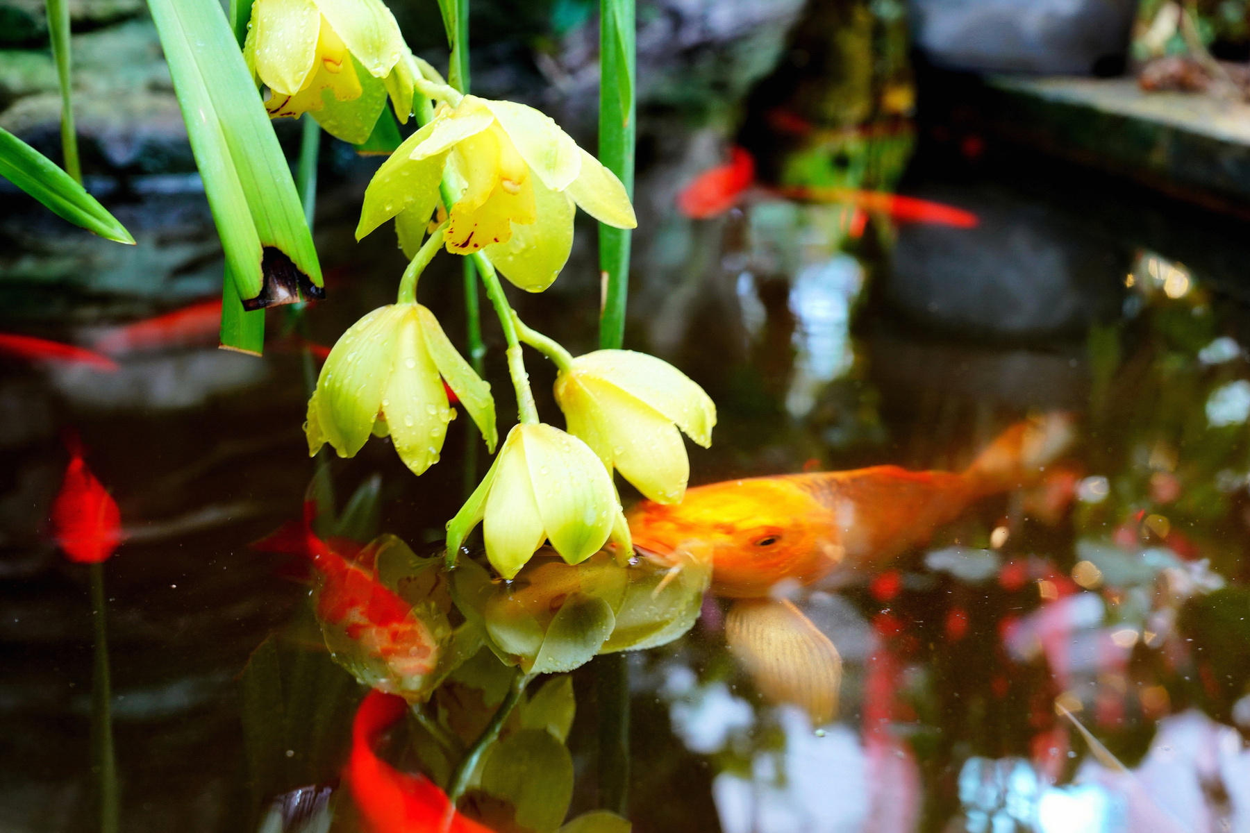 *** 