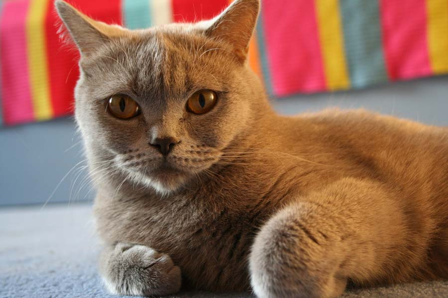 Котяра кошка