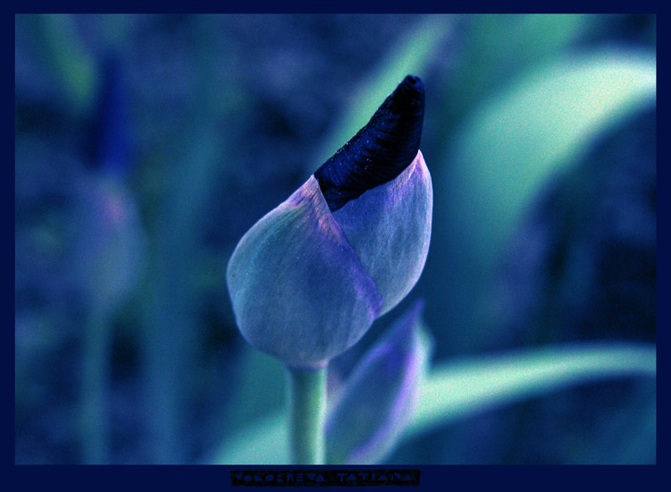 spring весна цветы spring flower