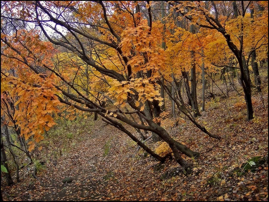 Осенняя прогулка *2* Клёны листья жёлтые деревья осень прогулка дорожка лес