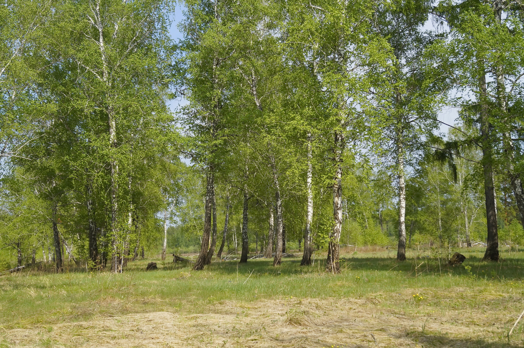 Лето лето лес природа