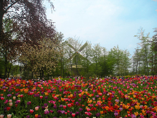 Keukenhof Голландия, мельниц, тюльпаны