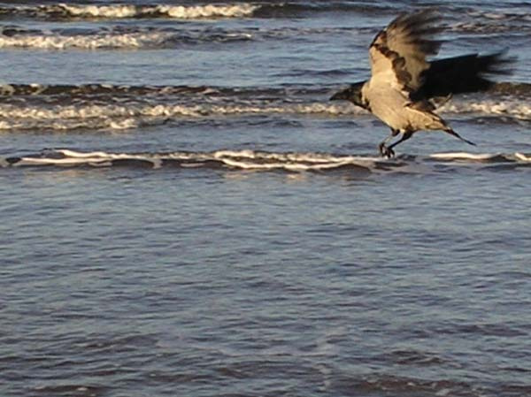 коршун птица море вода природа ворона ворон вороны волны небо пляж