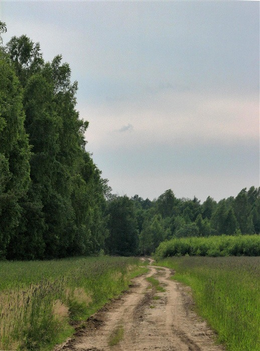 По краю леса 