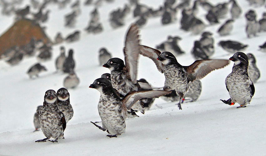 Половецкие пляски Конюга-крошка, Aethia pusilla, Least Auklet, St. George Island, the Pribilofs, Bering Sea, Alaska