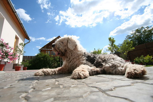 Ваниш 