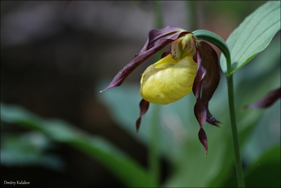 Башмачок настоящий Башмачок настоящий Cypripedium calceolus