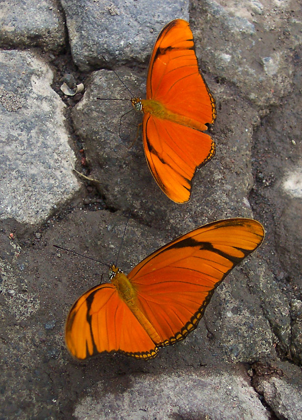 Про дружбу и любовь. 1 Julia Heliconian longwing Mexico