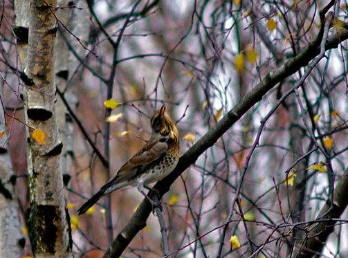 Певчий дрозд певчий дрозд minolta 70-210/4