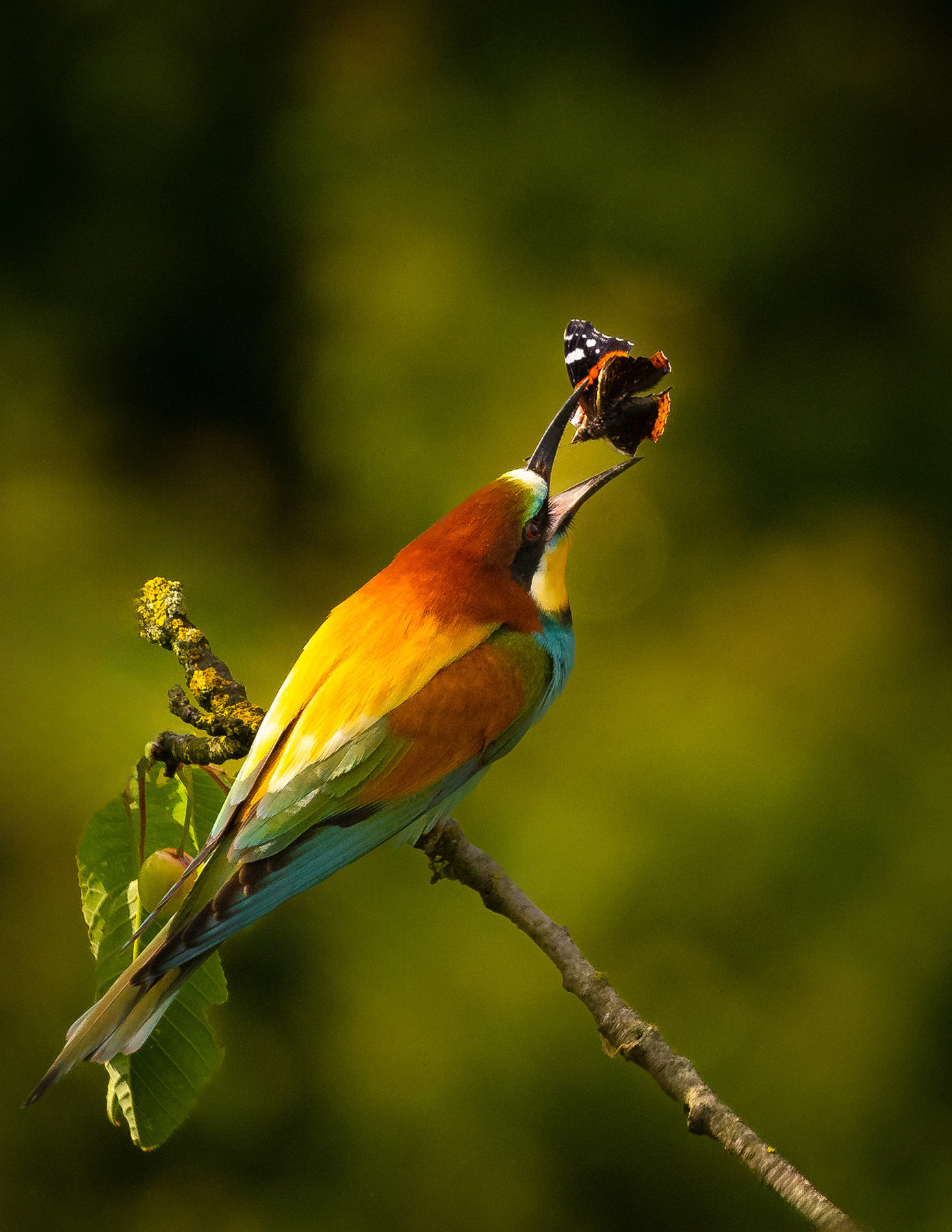 Bee-eater 