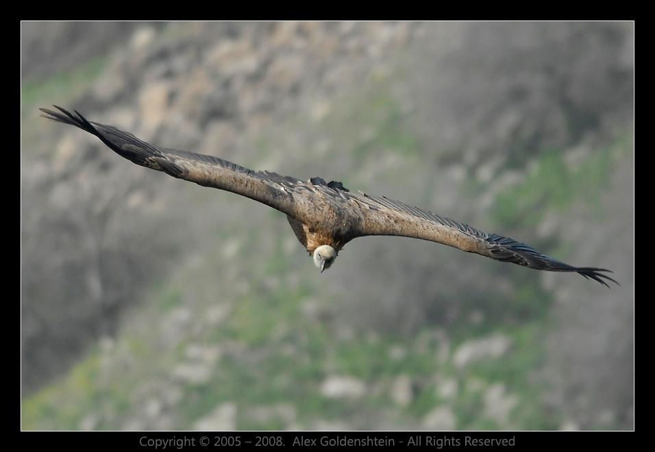 Белоголовый сип (Griffon Vulture). Griffon Vulture Белоголовый,сип,(гриф),Гамла,заповедник Израиль