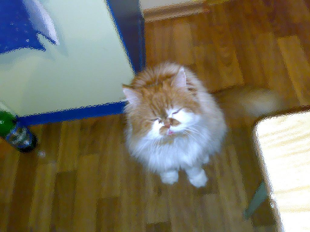 Котик 