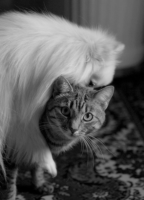 Своя ноша не тянет. Собака, которая считает себя кошкой ))
