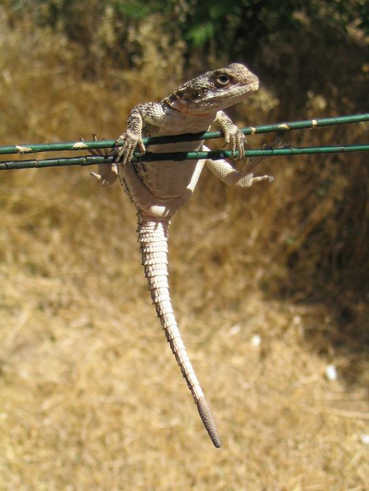 Dragon lizard, lacertilian, lacertian