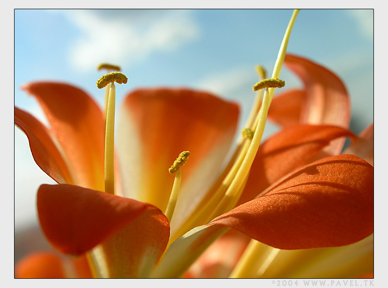 Sol De Verano (Летнее солнце) flower sol de verano