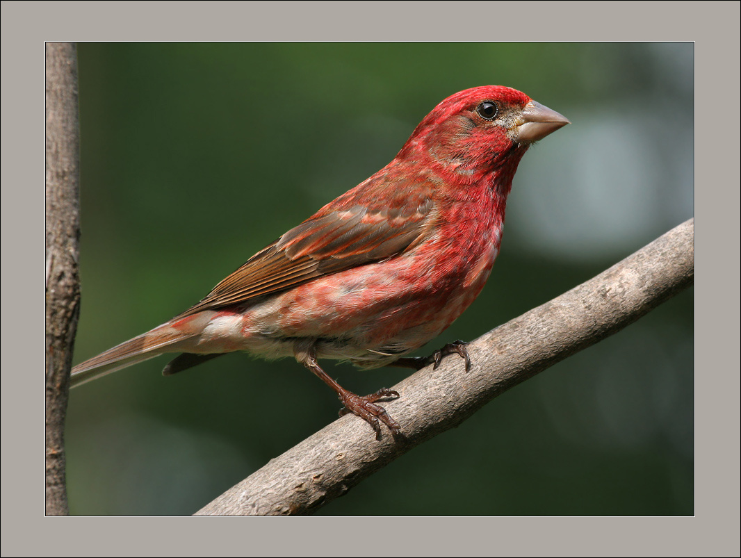  *** Pine Grosbeak