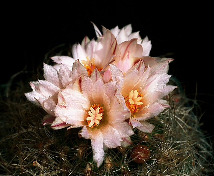 Turbinicarpus knuthianus cactus turbinicarpus