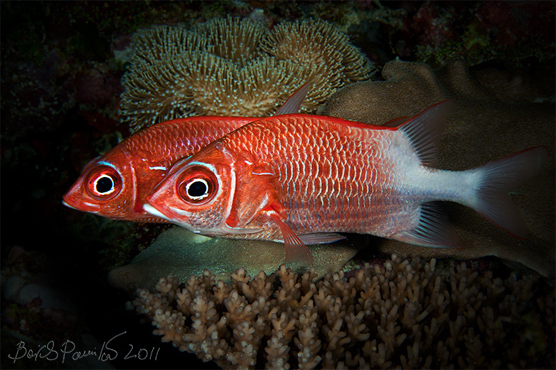 Cмотреть в оба... Silverspot squirrelfishes  Sargocentron caudimaculatum Серебрянопятнистая рыба белка Мальдивы Maldives anion