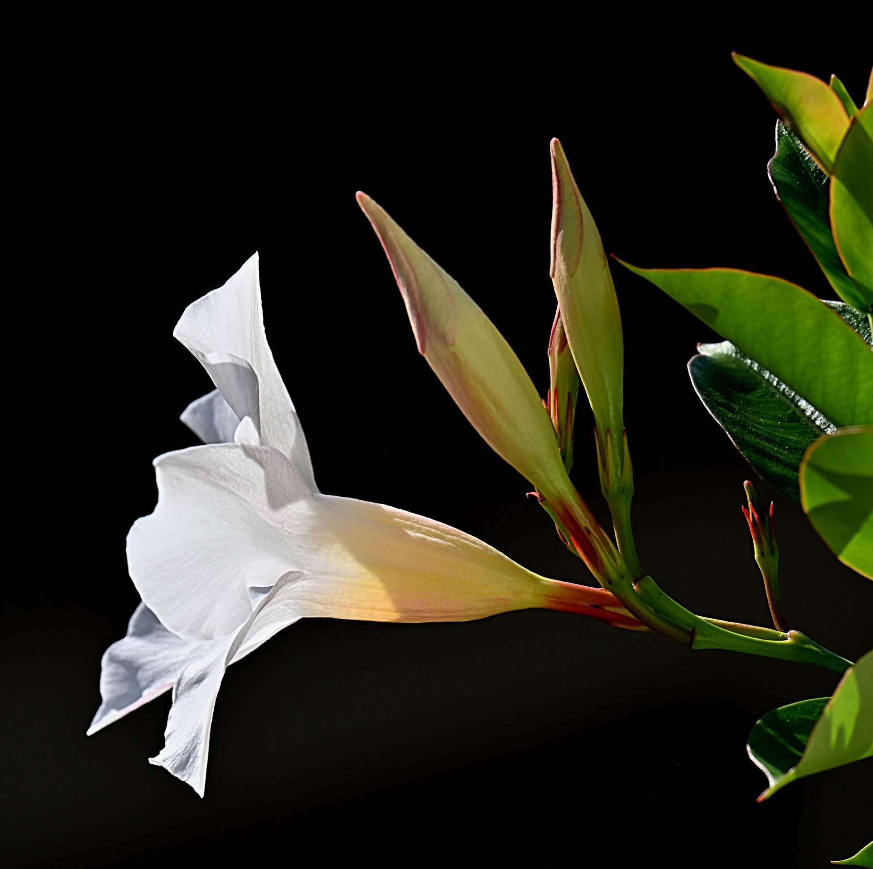Balcony flower in September 