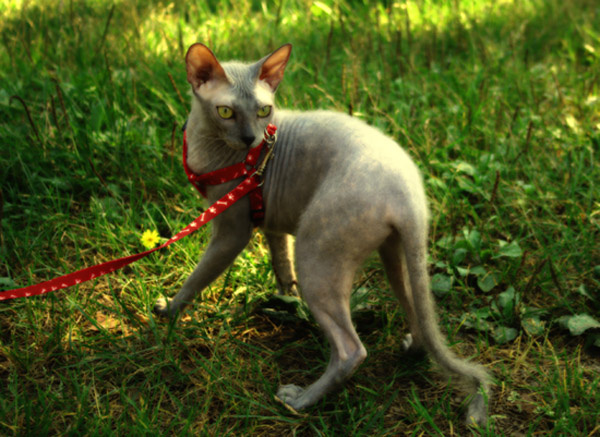 Коша Первая прогулка Арька