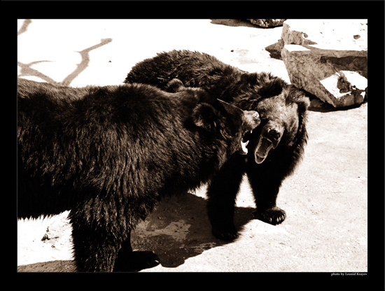 Quomolangma Bears 